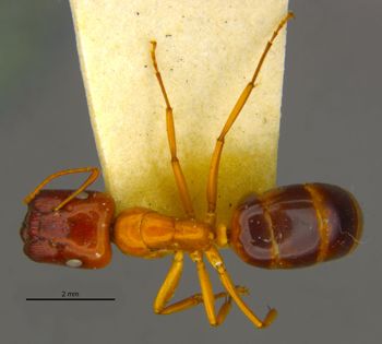 Media type: image;   Entomology 8725 Aspect: habitus dorsal view